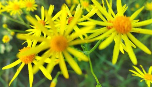 Выходные в Тюмени порадуют теплом