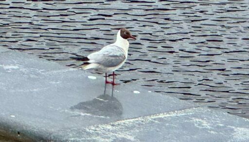 В четверг в Тюмени пасмурно и не жарко