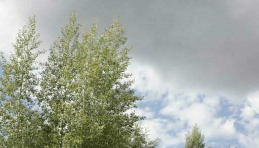 Последняя пятница лета в Тюмени будет прохладная и пасмурная