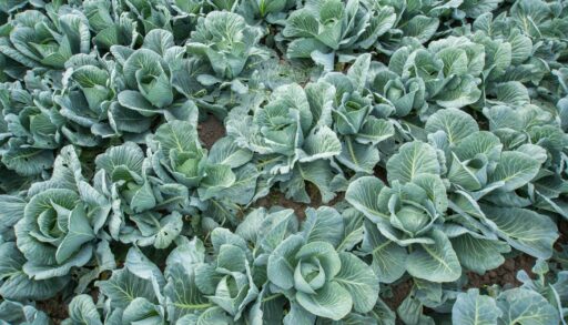 Почти 26,5 тысяч тонн овощей собрали тюменские полеводы