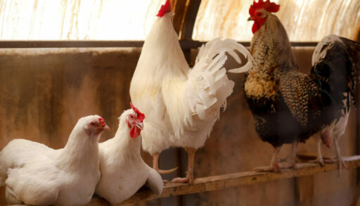 курятник, куры