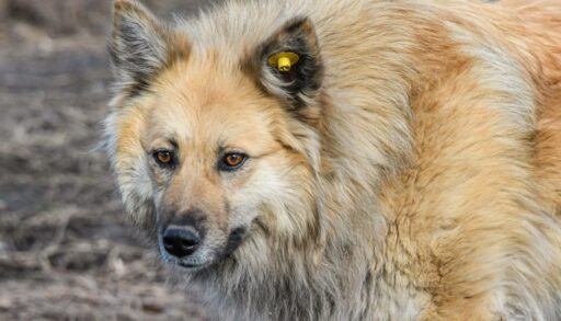 В двух тюменских селах введен карантин по бешенству животных