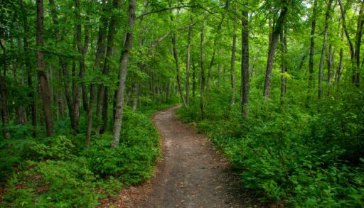 Тюменскую пенсионерку нашли в лесу, спустя двое суток