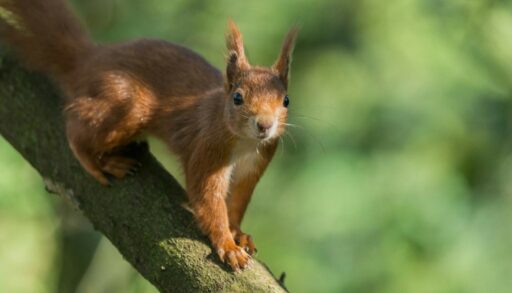 белка на ветке