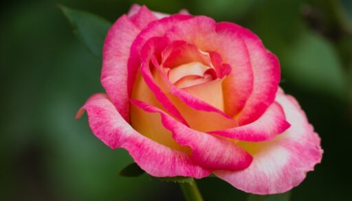 Цветы роза розового цвета