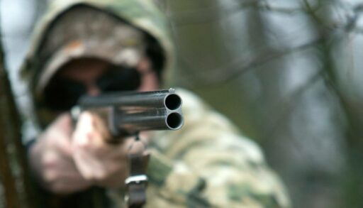 В тюменских лесах браконьеры убили двух лосей