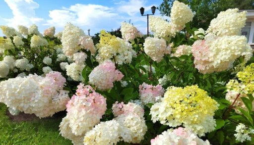 Во вторник в Тюмени будет солнечно