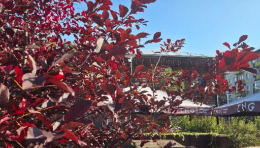 Выходные в Тюмени будут теплыми и без дождя