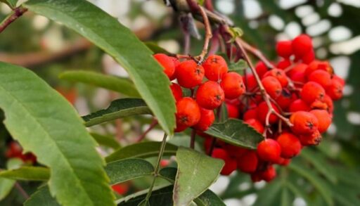 Выходные в Тюмени будут теплыми