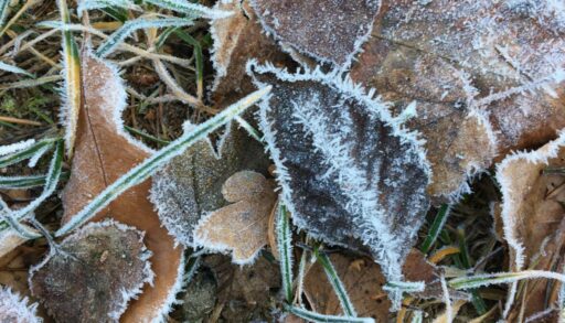 В Тюменскую область идут заморозки до -5 градусов
