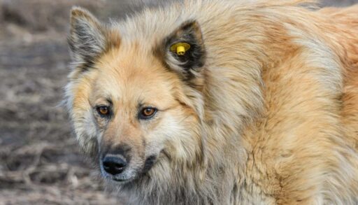 В еще одном тюменском селе объявлен карантин по бешенству