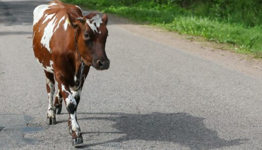 В тюменской деревне введен карантин из-за бешенства животных