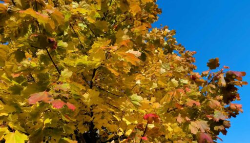 В Тюменской области завершился пожароопасный сезон