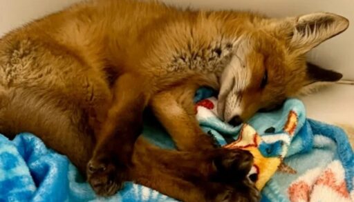 В Тюменском центре спасли дикого лисенка, сбитого на трассе