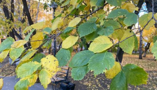 Выходные в Тюмени будут пасмурными