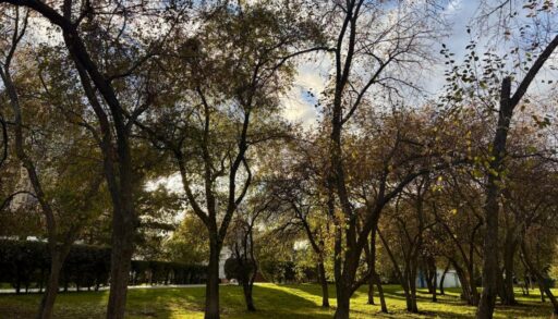 На Покров в Тюмени будет прохладно и пасмурно