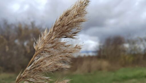 В пятницу в Тюмени резко похолодает