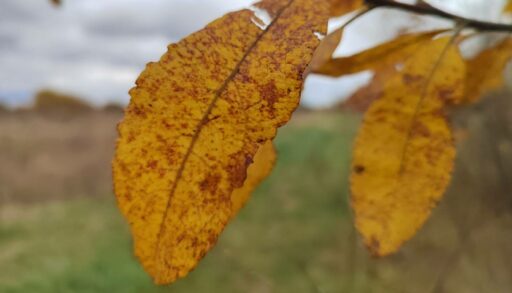 В выходные в Тюмени температура воздуха может упасть до -4 градусов