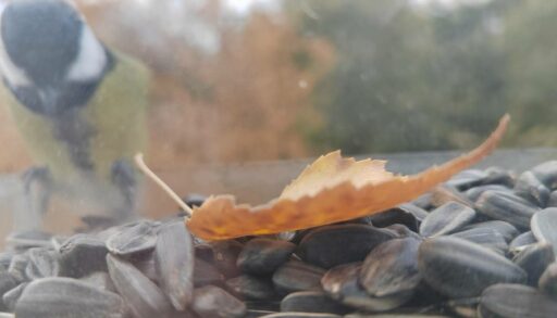 Возможен снег и ветер до 12 м\с: прогноз тюменцам на завтра