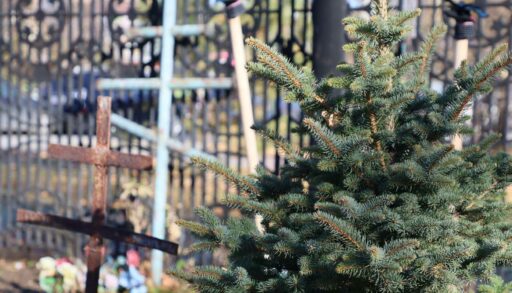 В Тюмени на Текутьевском кладбище высадили 51 колючую ель в память о героях ВОВ