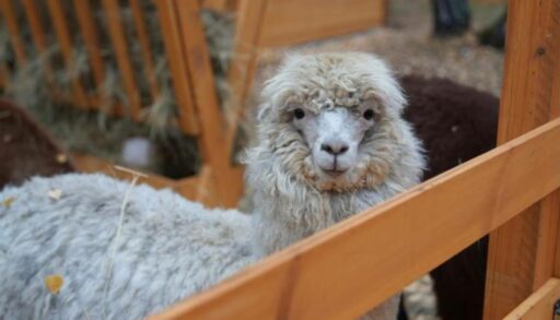 В тюменском парке открыли центр отдыха с альпаками
