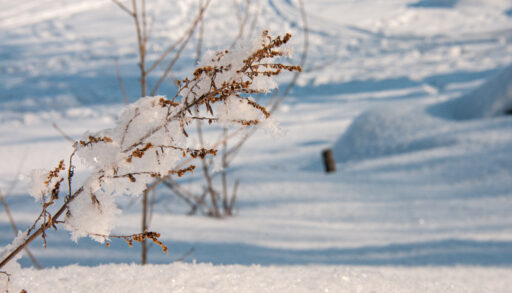 В тюменских лесах вакцинируют диких животных от бешенства