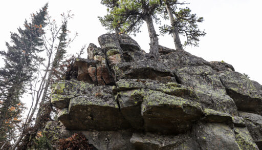 В тайге Красноярского края зоолог назвал новую версию исчезновения семьи Усольцевых