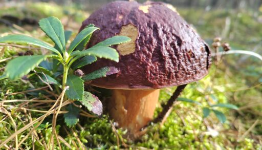 В этом году в тюменских лесах потерялись 25 грибников