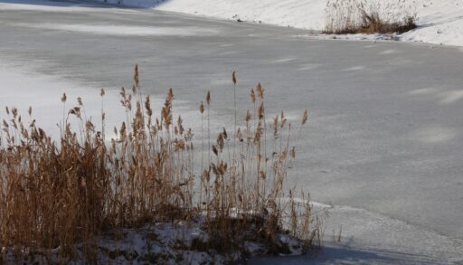 Утиный пруд в Тюмени привели в порядок