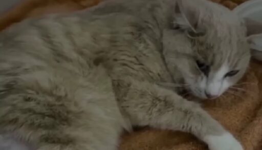 В Тюмени спасают кота, которого пытались взорвать