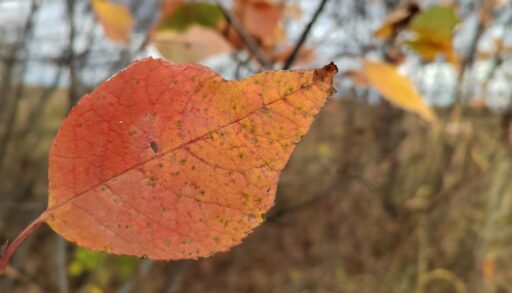 Тёплый ноябрь: до конца месяца в европейской части России температура будет выше нормы