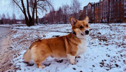 В Тобольске к середине декабря откроют "Космо-парк" для собак