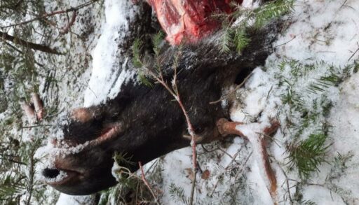 Трое тоболяков задержаны за незаконную охоту