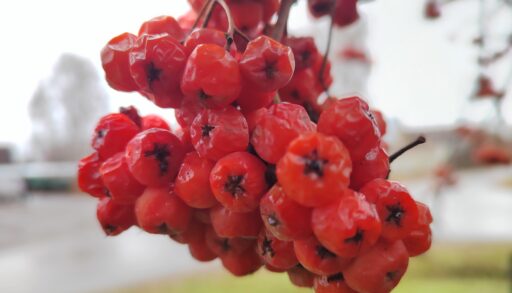 Во вторник в Тюмени до 0 и без осадков