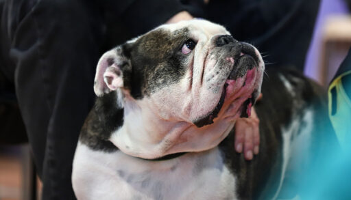 Ветеринар назвала семь пород собак, которые она бы никогда не завела