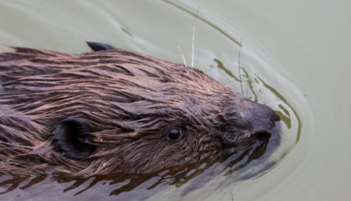 Бобр устроил переполох у тюменских спасателей