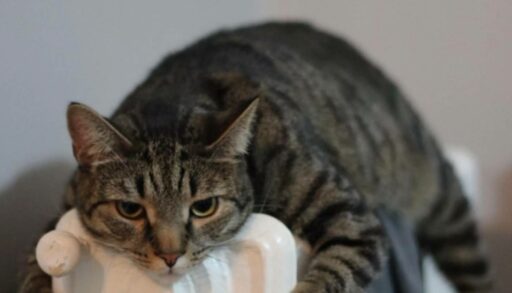 В Тюменской области вывезли за границу более двухсот домашних питомцев