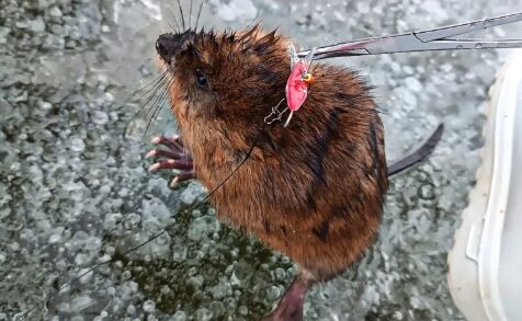 Тюменской рыбачке на крючок попалась... ондатра