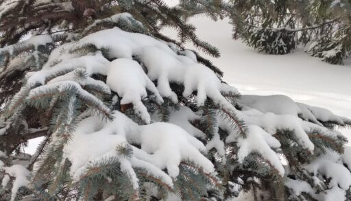 В последние рабочие дни года в Тюмени будет тепло и выпадет снег
