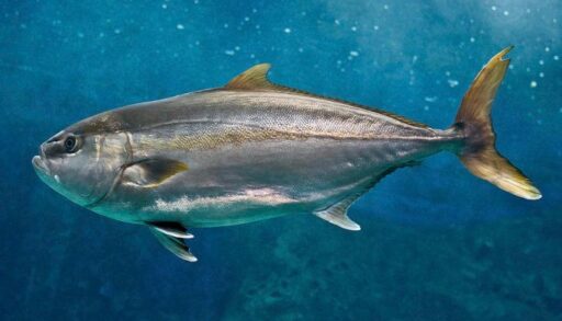 Рекордная рыба: 14,5‑килограммовую кирамэки продали за 4 миллиона иен