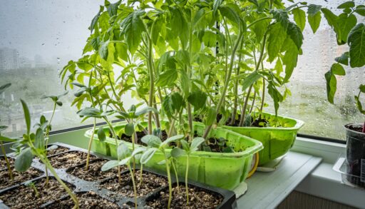 Россиянам рассказали, что и где можно сажать в феврале