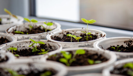 Зелень на подоконнике круглый год: лайфхак для тюменцев