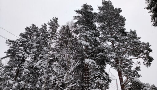 За год в Тюменской области выявлено более 60 нарушений в сфере лесопользования