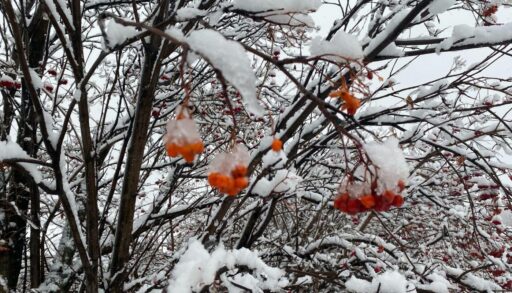 Необычный морозный контраст: в Москве теплее, чем в соседних городах