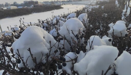 В ближайшие дни в Тюмени обещают пасмурно и до -13 градусов