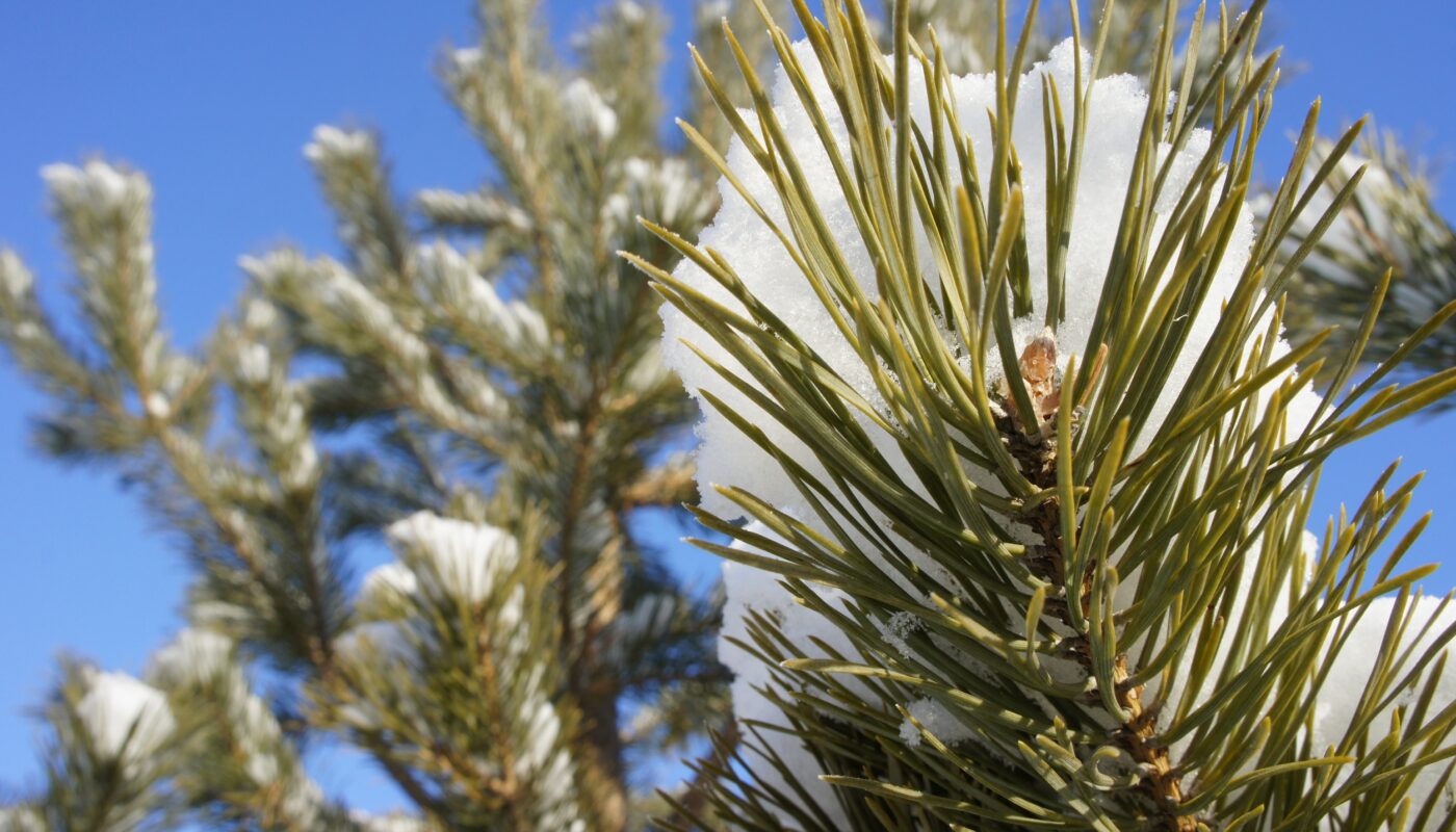 Выходные в Тюмени завершат "морозный марафон"