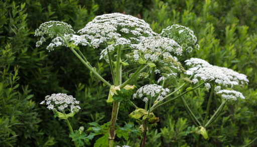 В Тюменской области будут бороться с ядовитыми растениями