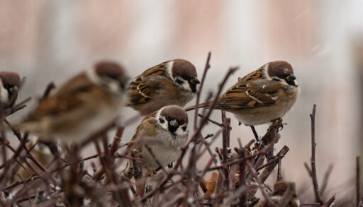 Тюменцев приглашают принять участие в переписи воробьев