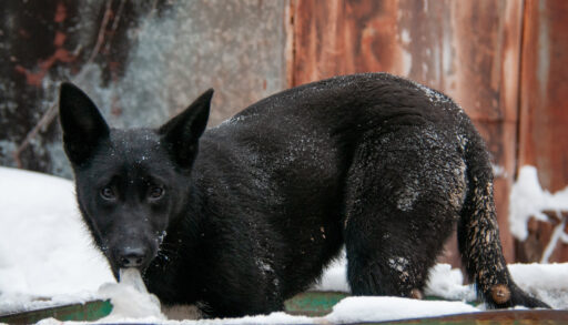 В Тюменской области усилили карантинные меры по бешенству