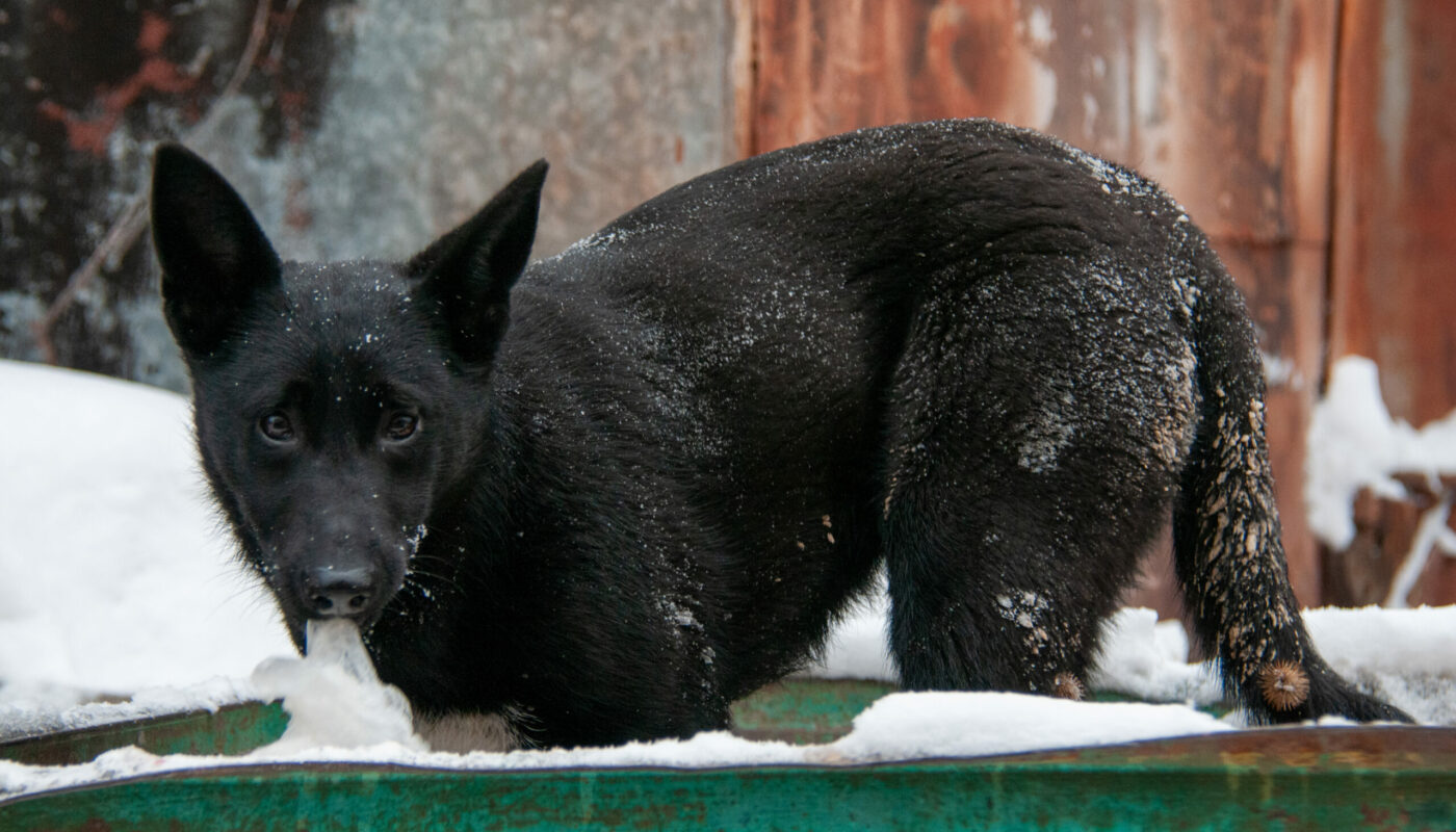 В Тюменской области усилили карантинные меры по бешенству